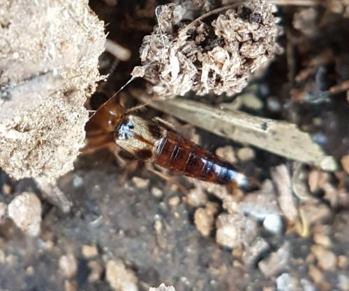 Réf. 224 658 : Lordithon sp.